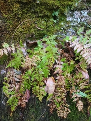 Cystopteris tennesseensis