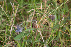 Cupido comyntas texana