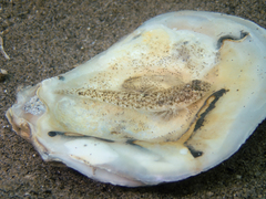 Pomatoschistus marmoratus