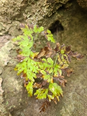 Cystopteris tennesseensis