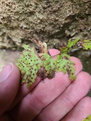 Cystopteris tennesseensis