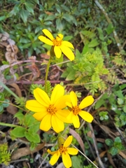 Tagetes zypaquirensis