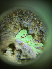 Cystopteris tennesseensis