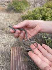 Elgaria multicarinata webbii