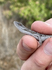 Elgaria multicarinata webbii