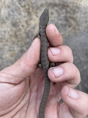 Elgaria multicarinata webbii