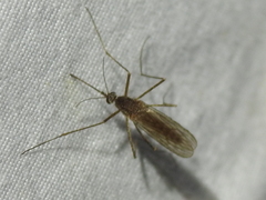Culiseta inornata