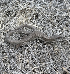 Elgaria multicarinata webbii