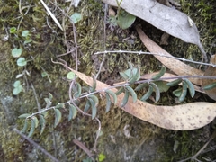 Pellaea ternifolia
