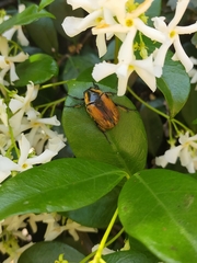 Chondropyga dorsalis