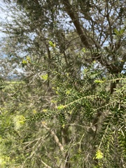 Melaleuca lanceolata