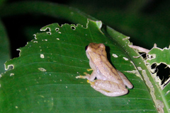 Dendropsophus microcephalus