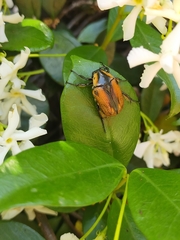 Chondropyga dorsalis