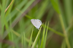 Cupido comyntas texana