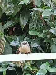 Rhipidura fuliginosa placabilis