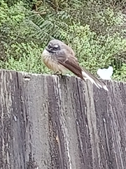 Rhipidura fuliginosa placabilis