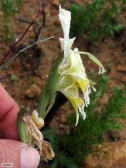 Gladiolus virescens