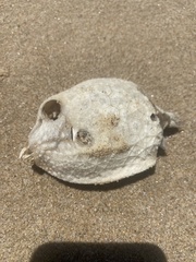 Anoplocapros inermis