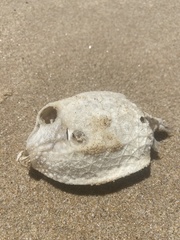 Anoplocapros inermis