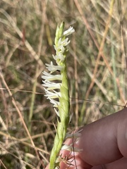Spiranthes longilabris