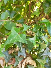 Senecio macroglossus