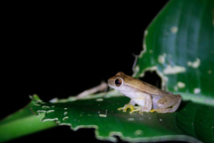 Dendropsophus microcephalus