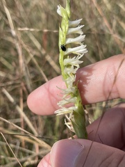 Spiranthes longilabris