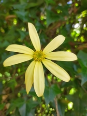 Senecio macroglossus