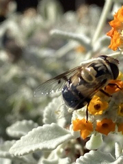 Copestylum apiciferum