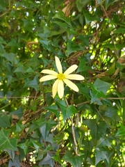 Senecio macroglossus