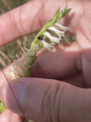 Spiranthes longilabris