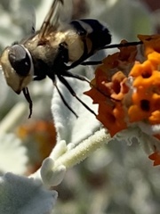 Copestylum apiciferum