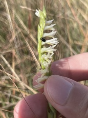 Spiranthes longilabris