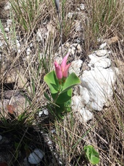 Mandevilla