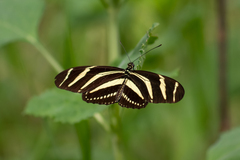 Heliconius charithonia vazquezae
