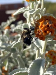 Copestylum apiciferum