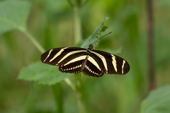 Heliconius charithonia vazquezae