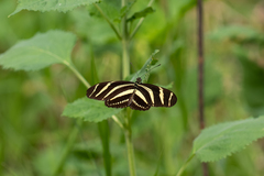 Heliconius charithonia vazquezae
