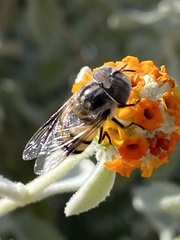 Copestylum fornax