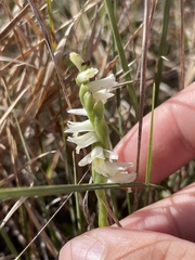 Spiranthes longilabris