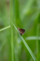 Piruna penaea