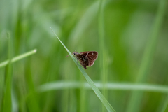 Piruna penaea