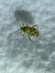 Taedia marmorata