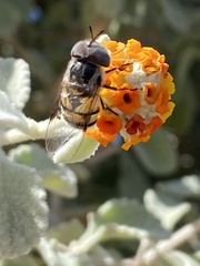 Copestylum fornax