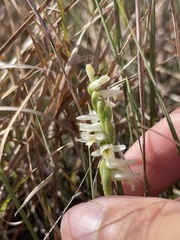 Spiranthes longilabris