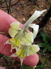 Gladiolus virescens