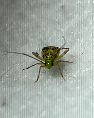Taedia marmorata