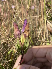 Gentiana catesbaei
