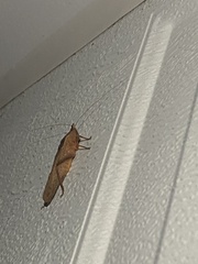 Pyrgocorypha uncinata