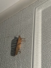 Pyrgocorypha uncinata